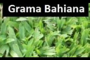 Agricultura Sin datos  Agricultura | CESPED LA MEJOR CALIDAD